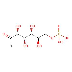 glucose6phosphate